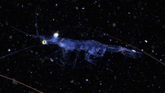 Invisible Ocean Kingdom Revealed by Chinese Ocean Mission Invisible_Ocean_Kingdom_Revealed_by_Chinese_Ocean_Mission