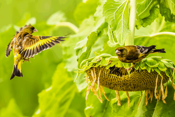 Jiangxi Sunflower Fields Become Haven for Greenfinches and Sparrows Jiangxi_Sunflower_Fields_Become_Haven_for_Greenfinches_and_Sparrows