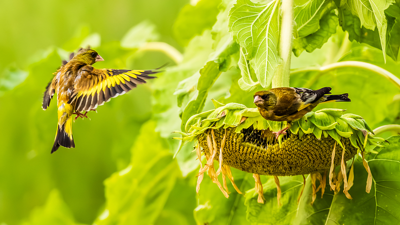 Jiangxi_Sunflower_Fields_Become_Haven_for_Greenfinches_and_Sparrows