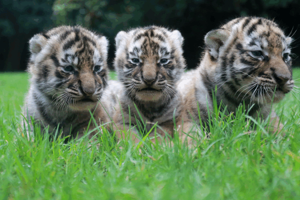 Joining Forces on International Tiger Day: A Global Conservation Call Joining_Forces_on_International_Tiger_Day__A_Global_Conservation_Call
