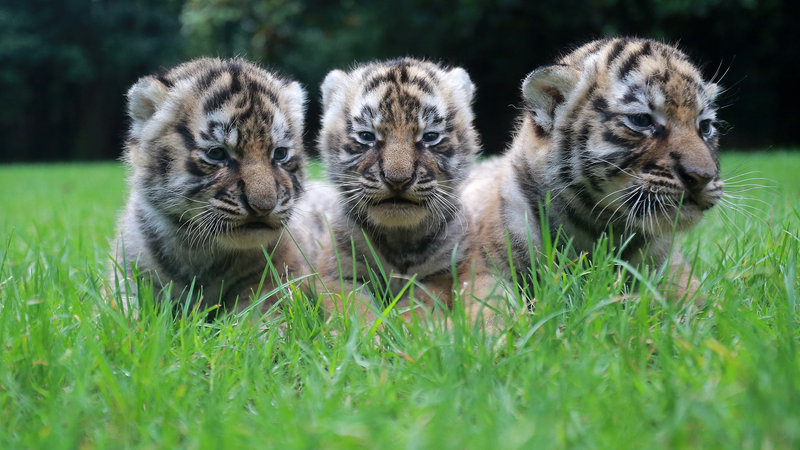 Joining_Forces_on_International_Tiger_Day__A_Global_Conservation_Call