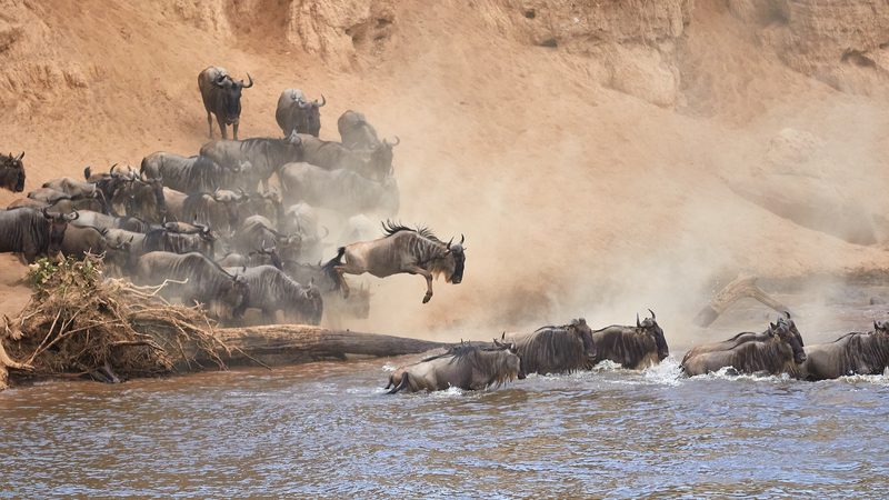 Kenya’s Bold Tourism Push as Wildebeest Migration Goes Live Kenya_s_Bold_Tourism_Push_as_Wildebeest_Migration_Goes_Live