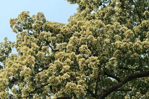 Guizhou’s Millennium-Old Emmenopterys Henryi Tree Bursts into Bloom Guizhou’s Millennium-Old Emmenopterys Henryi Tree Bursts into Bloom