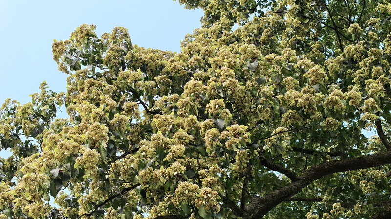 MTXU4MNAPBUTTCWMWLGR - My Global News: Voices of a New Era Guizhou’s Millennium-Old Emmenopterys Henryi Tree Bursts into Bloom
