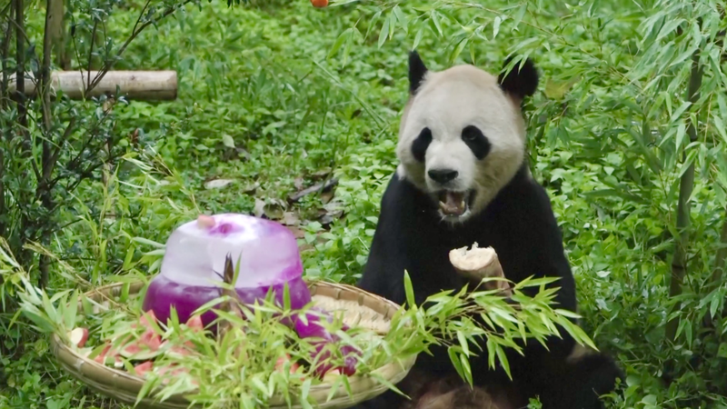 Maozhu the Panda Turns 11 with Custom Cake Feast Maozhu_the_Panda_Turns_11_with_Custom_Cake_Feast video poster