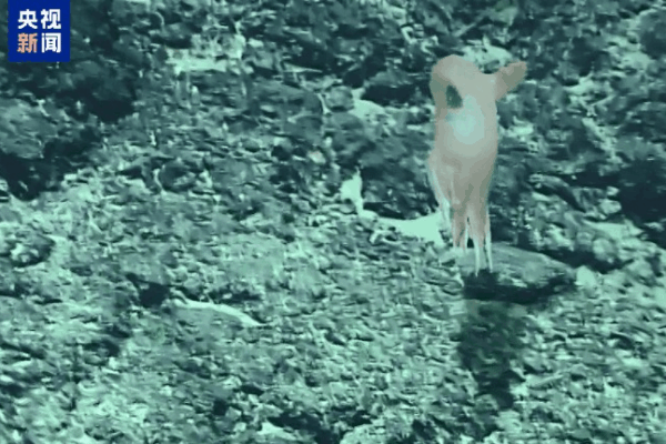 New Dumbo Octopus Species Uncovered by Chinese Mainland Researchers New_Dumbo_Octopus_Species_Uncovered_by_Chinese_Mainland_Researchers