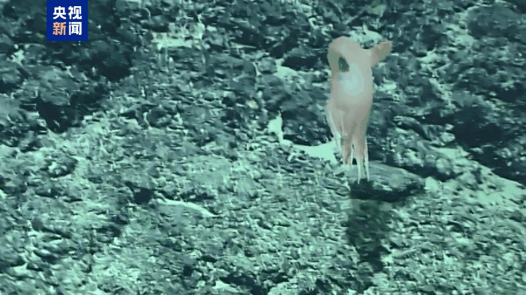 New_Dumbo_Octopus_Species_Uncovered_by_Chinese_Mainland_Researchers