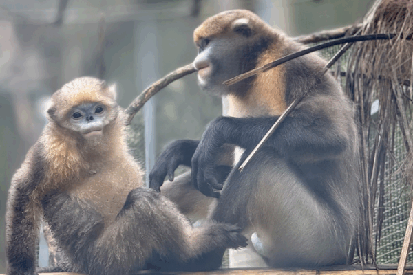 Guizhou’s Bold Conservation Effort for Snub-Nosed Monkeys Guizhou’s Bold Conservation Effort for Snub-Nosed Monkeys
