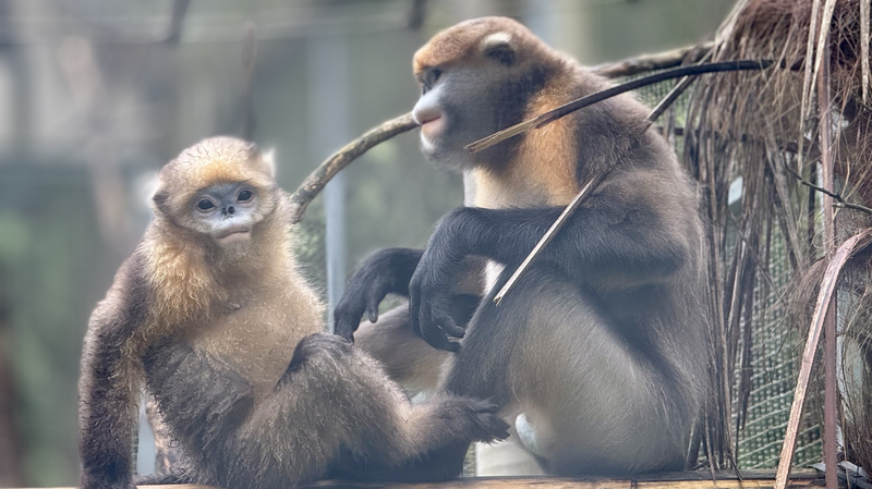 Guizhou’s Bold Conservation Effort for Snub-Nosed Monkeys