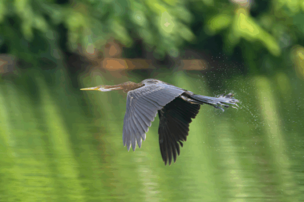 Oriental Darter Spotted in Hainan’s Wetlands for First Time Oriental_Darter_Spotted_in_Hainan_s_Wetlands_for_First_Time video poster