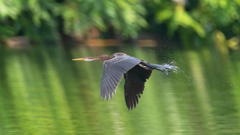 Oriental_Darter_Spotted_in_Hainan_s_Wetlands_for_First_Time_poster - My Global News: Voices of a New Era Oriental_Darter_Spotted_in_Hainan_s_Wetlands_for_First_Time video poster