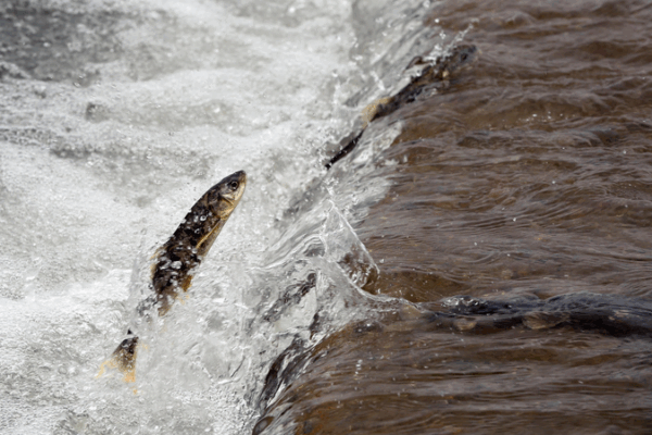 Qinghai Lake’s Wildlife Spectacle: Carp Migration & Bird Breeding Qinghai Lake’s Wildlife Spectacle: Carp Migration & Bird Breeding video poster