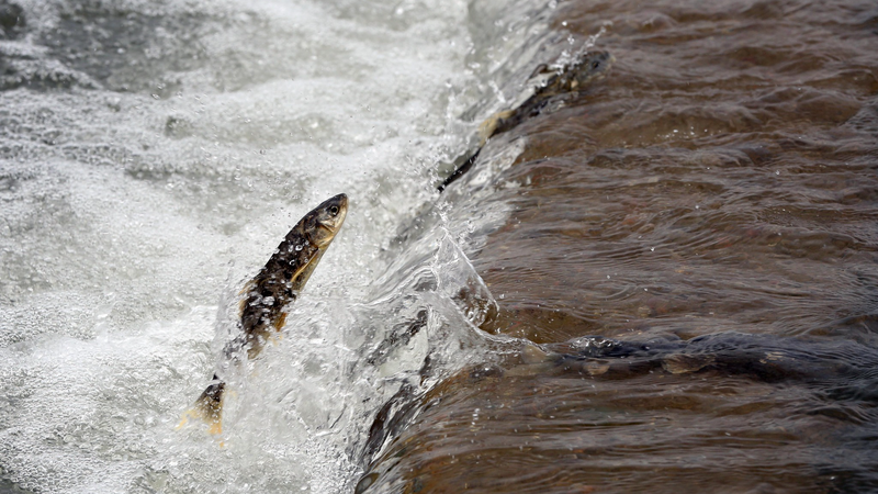QO17YNU2JA4OADL2EX61 - My Global News: Voices of a New Era Qinghai Lake’s Wildlife Spectacle: Carp Migration & Bird Breeding video poster