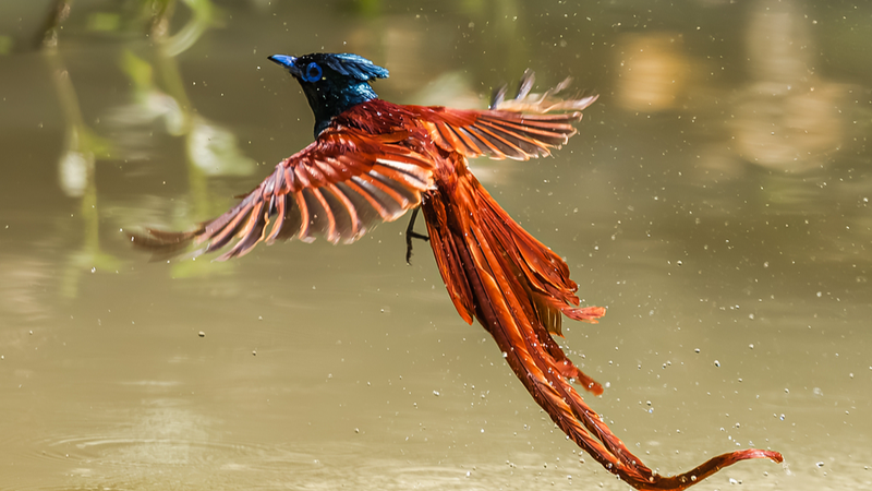 Red-bellied Paradise Flycatcher Dazzles in Nanchang with Phoenix-like Flight Red_bellied_Paradise_Flycatcher_Dazzles_in_Nanchang_with_Phoenix_like_Flight