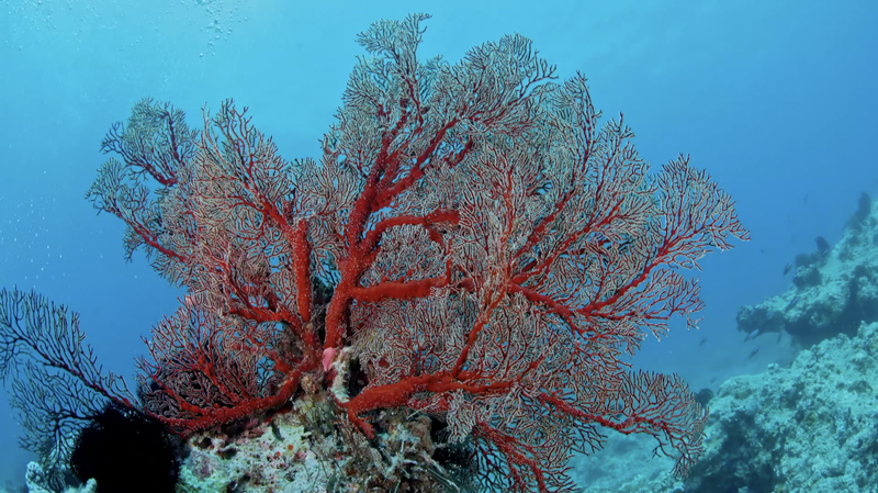 Sansha Coral Reefs Stage Spectacular Recovery Sansha_Coral_Reefs_Stage_Spectacular_Recovery video poster