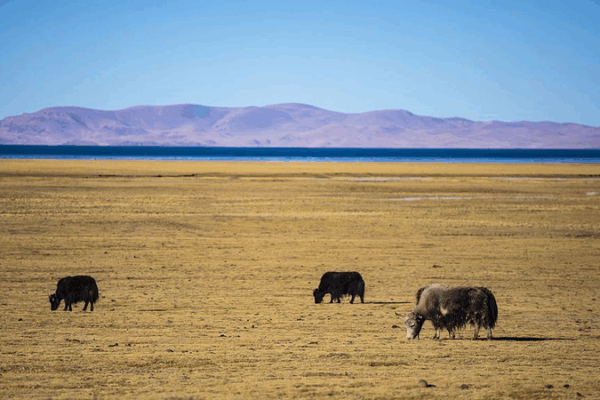 Scientists on the Chinese mainland Clone Yak in Xizang Breakthrough Scientists_on_the_Chinese_mainland_Clone_Yak_in_Xizang_Breakthrough