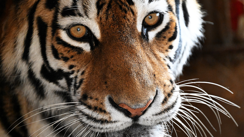 Sino-Russian Lab Unveils Human-Tiger Code on 15th International Tiger Day Sino_Russian_Lab_Unveils_Human_Tiger_Code_on_15th_International_Tiger_Day