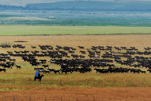 Spectacular Ili Horses Gallop Across Zhaosu Grasslands Spectacular_Ili_Horses_Gallop_Across_Zhaosu_Grasslands video poster