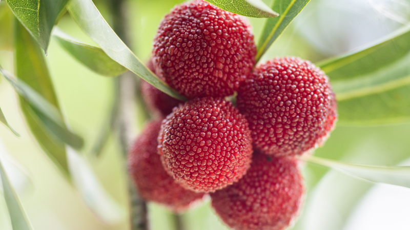 Sweet-Tart Bayberries in Guizhou: A Summer Harvest Adventure Sweet_Tart_Bayberries_in_Guizhou__A_Summer_Harvest_Adventure