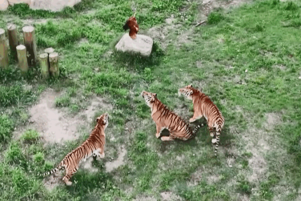Tiger Kindergarten in Fujian Teaches Cub Survival Skills Tiger_Kindergarten_in_Fujian_Teaches_Cub_Survival_Skills video poster