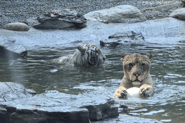 Unlikely Friends: Lion & Tiger Bond at Beijing Wildlife Park Unlikely_Friends__Lion___Tiger_Bond_at_Beijing_Wildlife_Park