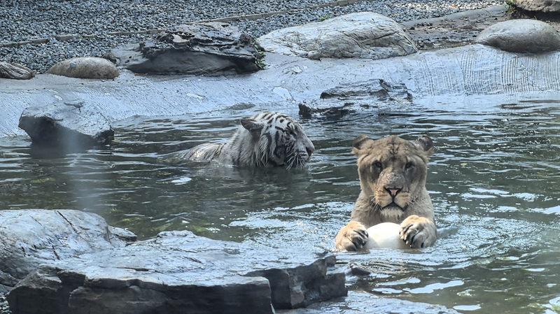 Unlikely_Friends__Lion___Tiger_Bond_at_Beijing_Wildlife_Park