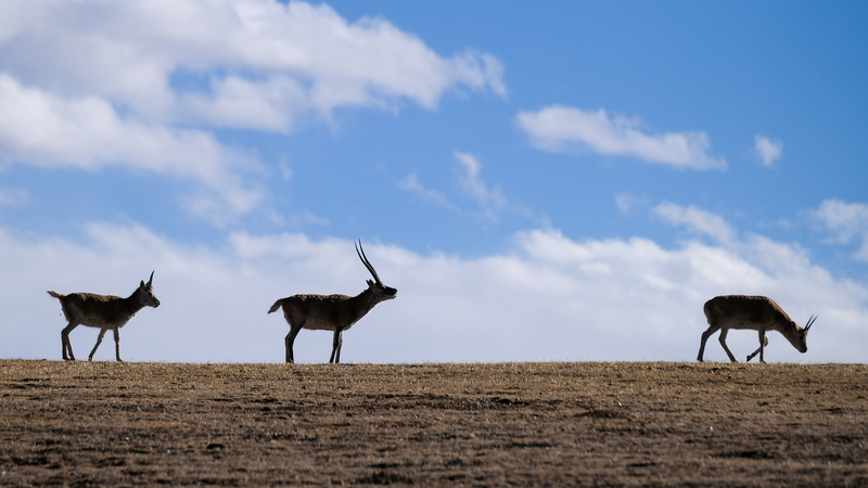 Xizang’s High-Altitude Monitoring Tower Protects Plateau Ecosystem