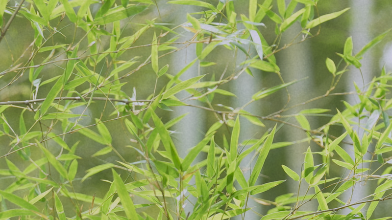 Where Bamboo Quietly Grows: Anji’s Bamboo Town Where_Bamboo_Quietly_Grows__Anji_s_Bamboo_Town