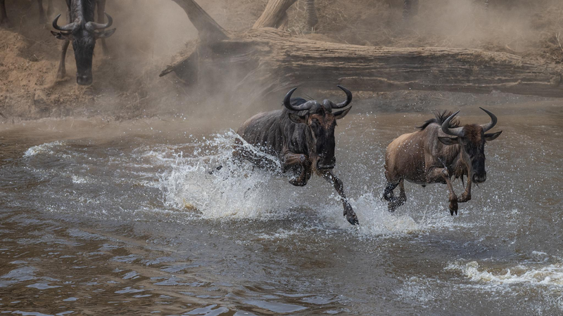 Wildebeest Migration Live: Captivating Mara River Crossing Wildebeest_Migration_Live__Captivating_Mara_River_Crossing video poster