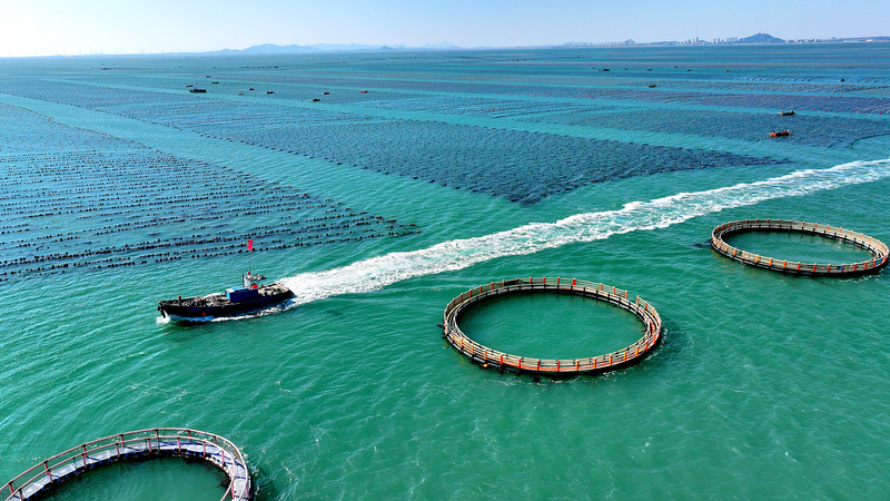 Xi_Jinping_Champions_Unified_Market_and_High_Quality_Marine_Economy