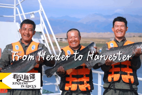Xinjiang’s Inland Salmon Boom: From Herding to Harvesting Xinjiang_s_Inland_Salmon_Boom__From_Herding_to_Harvesting video poster