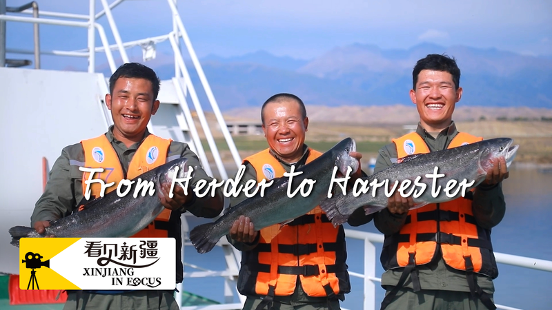 Xinjiang_s_Inland_Salmon_Boom__From_Herding_to_Harvesting video poster