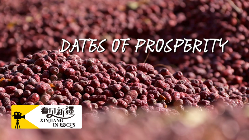 Xinjiang’s Ruoqiang Dates: From Orchard to Global Tables Xinjiang_s_Ruoqiang_Dates__From_Orchard_to_Global_Tables video poster