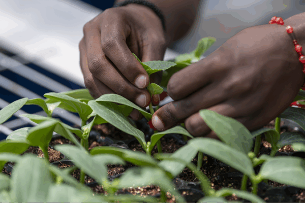 Youth Forge Green Bridges Between China and Africa Youth_Forge_Green_Bridges_Between_China_and_Africa