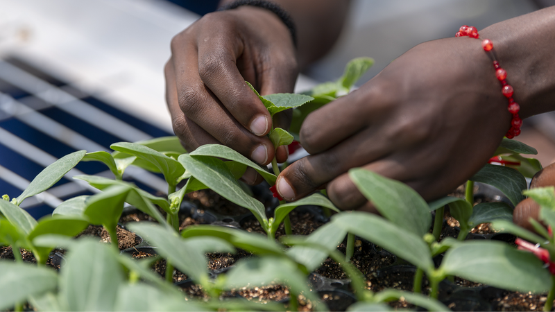 Youth_Forge_Green_Bridges_Between_China_and_Africa - My Global News: Voices of a New Era Youth_Forge_Green_Bridges_Between_China_and_Africa
