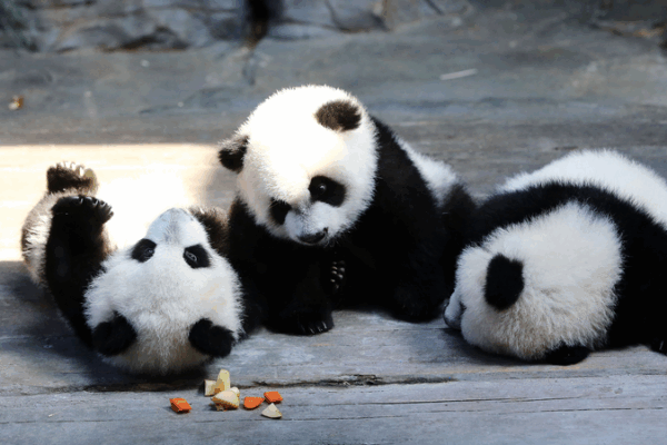 World’s Only Panda Triplets Turn 11 at Guangzhou Safari Park World’s Only Panda Triplets Turn 11 at Guangzhou Safari Park video poster