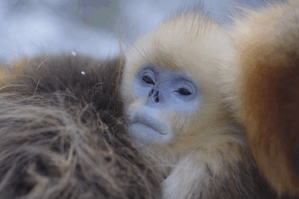 How Golden Snub-Nosed Monkeys Thrive in Qinling’s Freezing Cold How Golden Snub-Nosed Monkeys Thrive in Qinling’s Freezing Cold