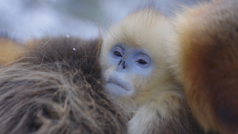 1A7SVV5DA7A5ZR4YFAMA - My Global News: Voices of a New Era How Golden Snub-Nosed Monkeys Thrive in Qinling’s Freezing Cold