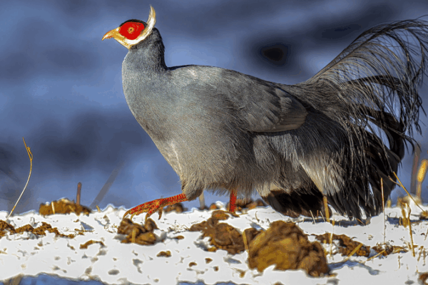 New Atlas Shines Light on Qilian Mountains’ Rare Wildlife New Atlas Shines Light on Qilian Mountains’ Rare Wildlife
