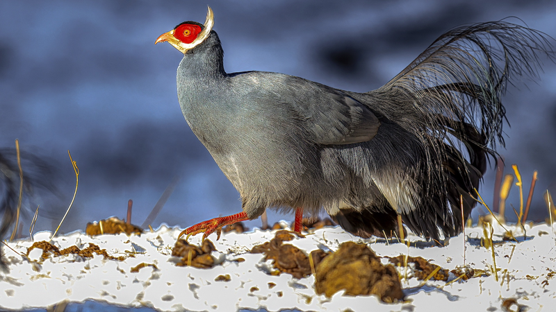 New Atlas Shines Light on Qilian Mountains’ Rare Wildlife