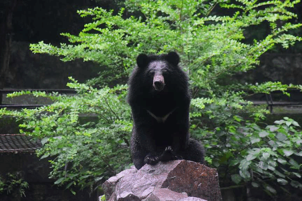 International Moon Bear Day: Protect Asia’s Iconic Crescent-Chested Bears International Moon Bear Day: Protect Asia’s Iconic Crescent-Chested Bears