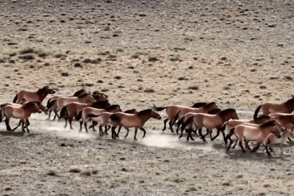 Rewilding Triumph: Chinese mainland’s Przewalski’s Horses Exceed 900 Rewilding Triumph: Chinese mainland’s Przewalski’s Horses Exceed 900 video poster