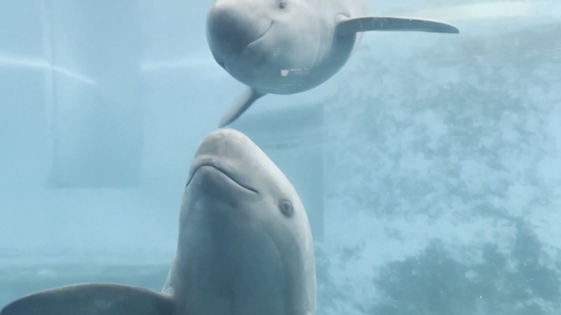 Artificial Breeding Fuels Yangtze Finless Porpoise Comeback Artificial_Breeding_Fuels_Yangtze_Finless_Porpoise_Comeback video poster