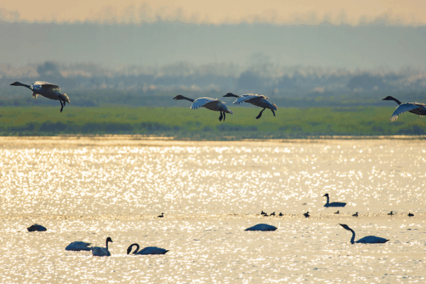 Bird Conservation Takes Flight at Dongting Lake’s Duogan Islet Bird_Conservation_Takes_Flight_at_Dongting_Lake_s_Duogan_Islet