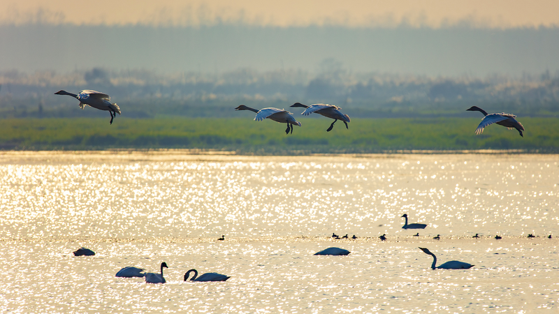 Bird_Conservation_Takes_Flight_at_Dongting_Lake_s_Duogan_Islet