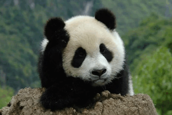 China Finalizes Property Rights for Five National Parks China_Finalizes_Property_Rights_for_Five_National_Parks