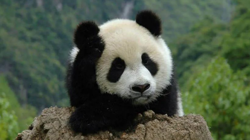 China_Finalizes_Property_Rights_for_Five_National_Parks - My Global News: Voices of a New Era China_Finalizes_Property_Rights_for_Five_National_Parks