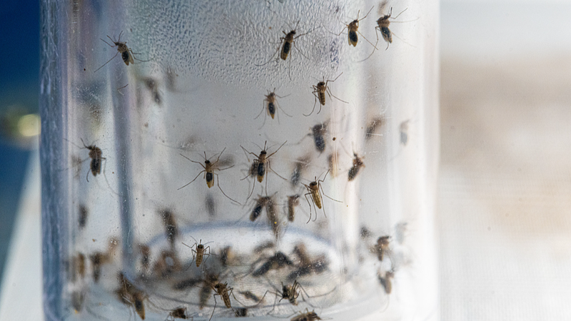 Chinese Teamâs Smart Mosquito System Boosts Disease Control Chinese Teamâs Smart Mosquito System Boosts Disease Control
