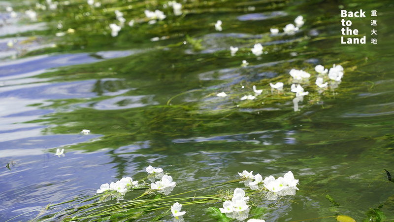 Lugu Lake’s White Water Blossoms: Mosuo Culinary and Ecological Treasure Lugu Lake’s White Water Blossoms: Mosuo Culinary and Ecological Treasure