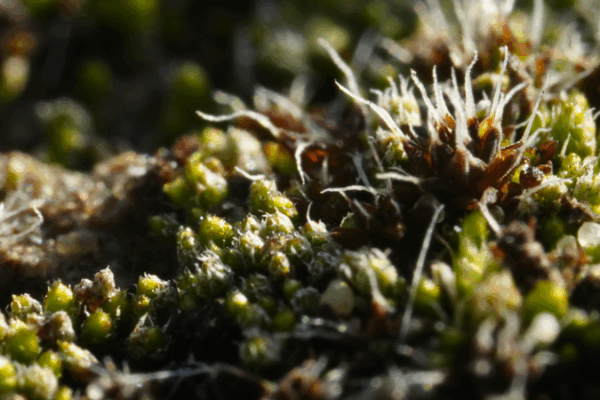 Desert’s Living Skin: How Biological Soil Crust Heals Sandy Ecosystems Desert_s_Living_Skin__How_Biological_Soil_Crust_Heals_Sandy_Ecosystems